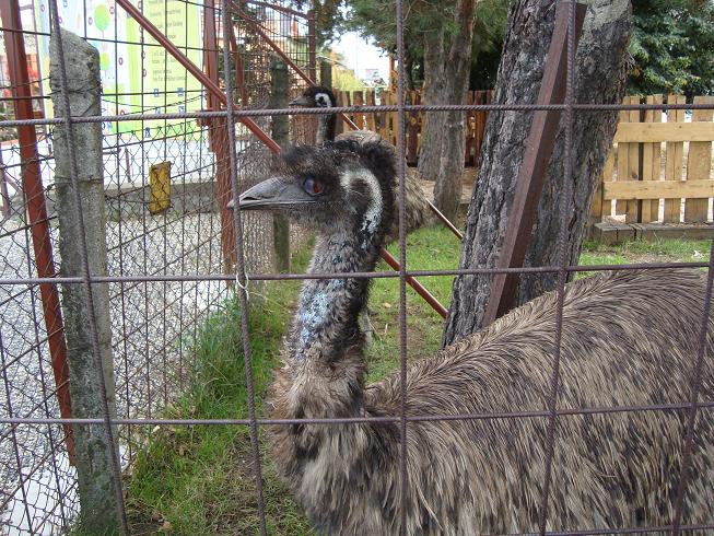 2Emu.JPG
