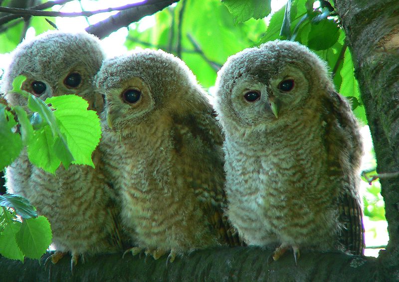 800px-Strix_aluco_3young.jpg