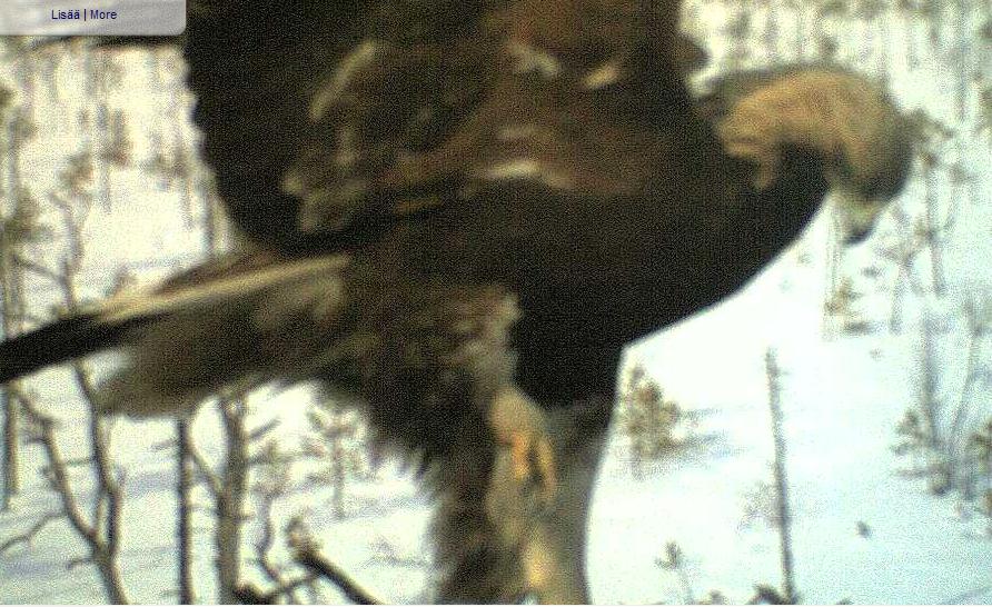 Kooék fészke.JPG