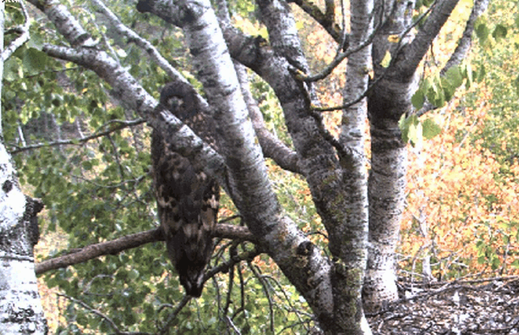 2009-09-23_134926.gif