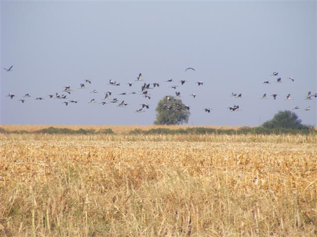 DSCF7684 (Small).JPG