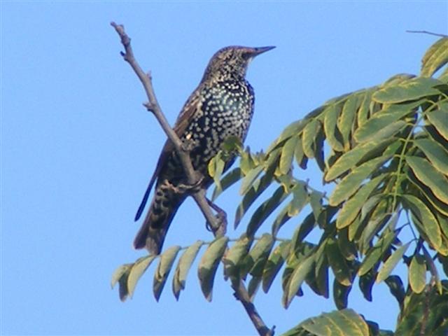 DSCF7798 (Small).JPG