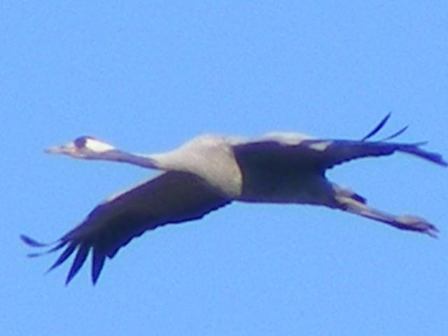 DSCF7847 (Small).JPG