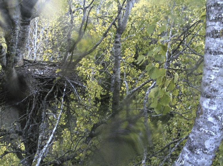 2009-10-07_132457.gif
