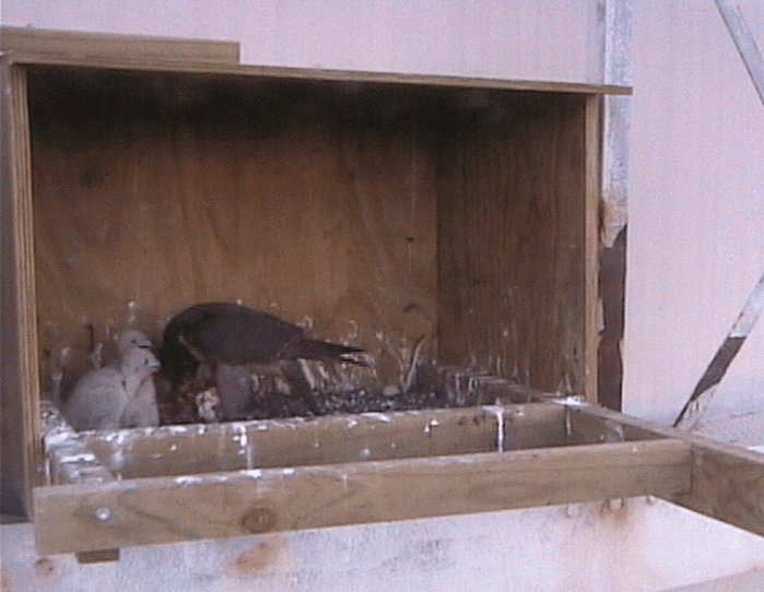 2009-10-15_095705.gif