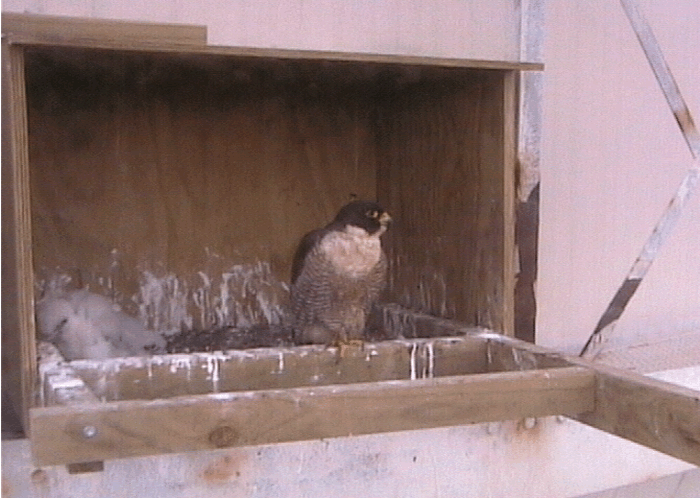 2009-10-22_093838.gif