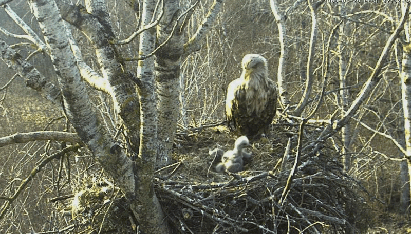 2009-04-29_181238.gif