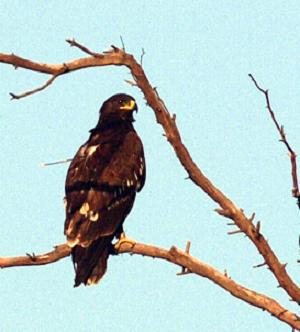 Tonn-2009-october-9.jpg