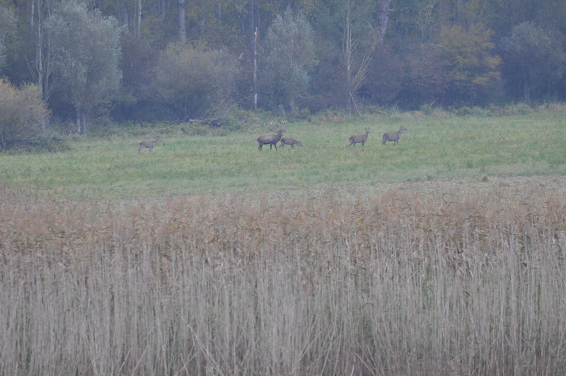 DSC_5038.jpg