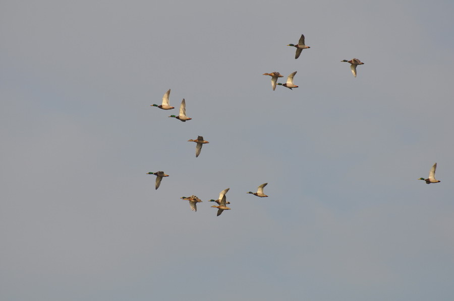 DSC_5096.jpg