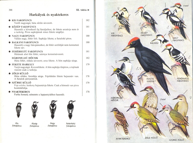 55 táblak.jpg