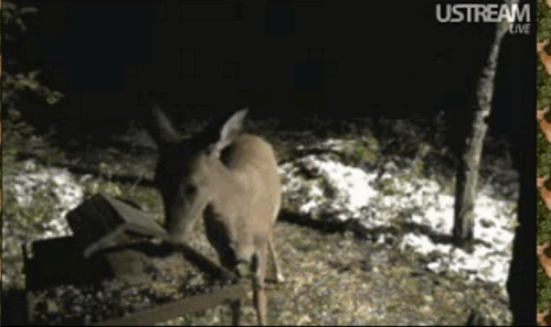 2009-10-29_141814.gif