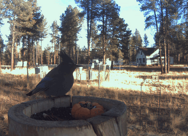 2009-10-30_154934.gif