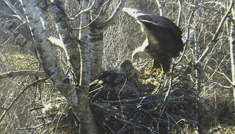 2009-05-01_093318.gif