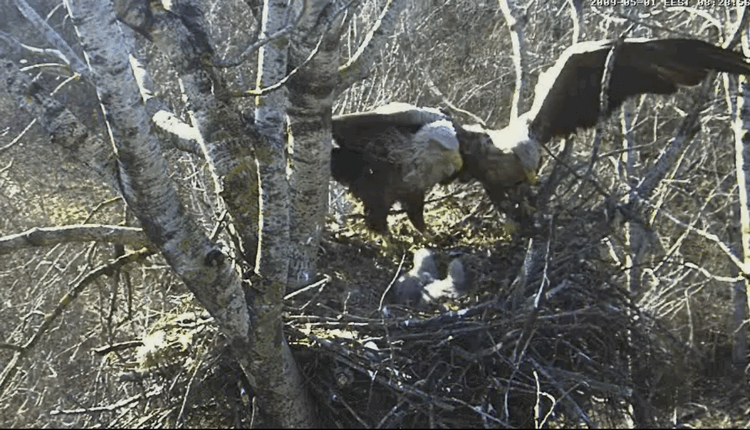 2009-05-01_094024.gif