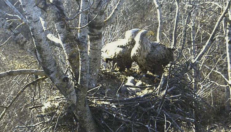 2009-05-01_094257.gif
