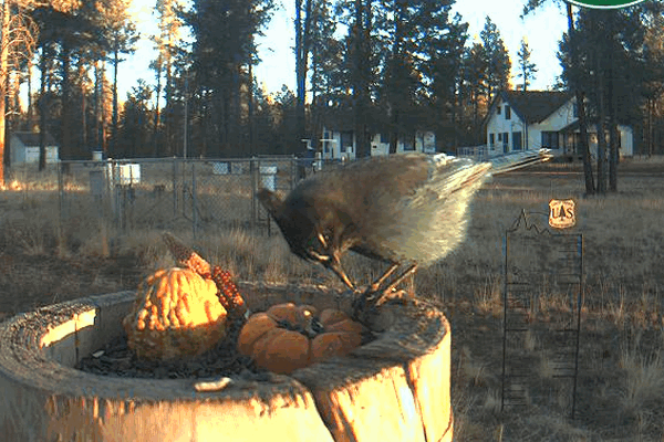 2009-11-03_151201.gif