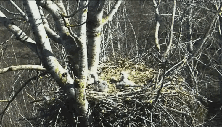 2009-05-01_190536.gif
