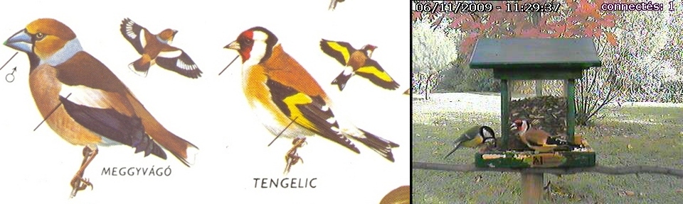 Meggyvágó - tengelic-horz.jpg