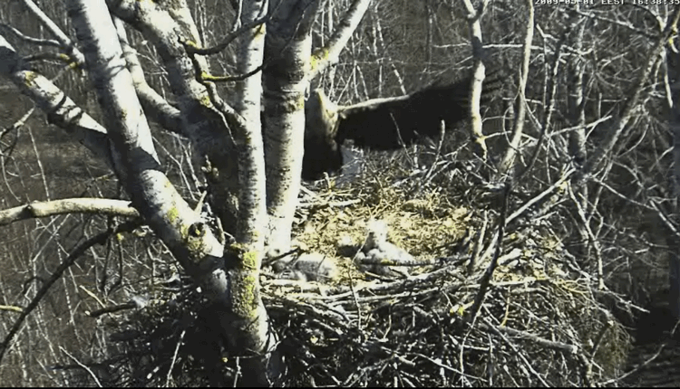 2009-05-01_190740.gif