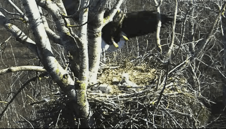 2009-05-01_190809.gif