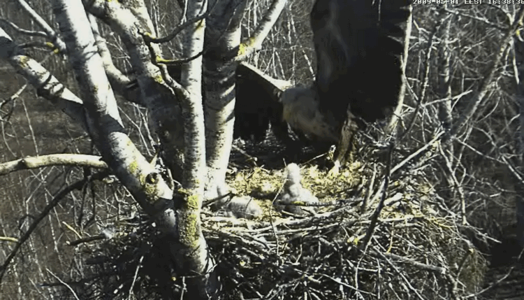 2009-05-01_190839.gif