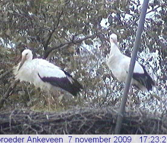 2009-11-07_172306.jpg