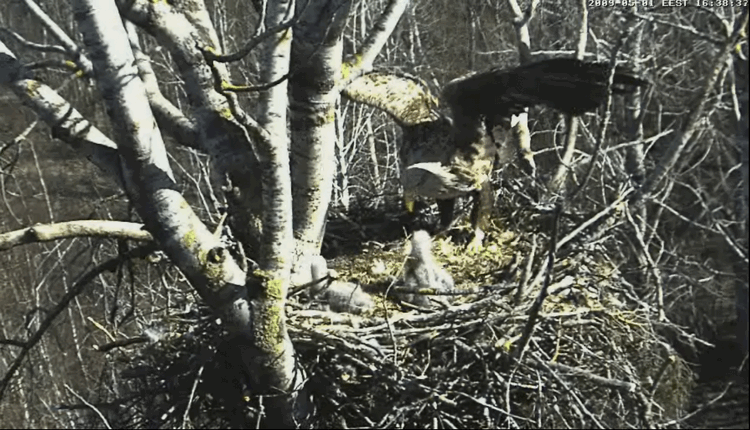 2009-05-01_190905.gif