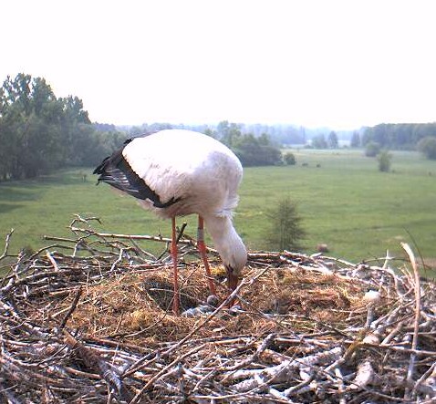 bornheimmalom1.jpg