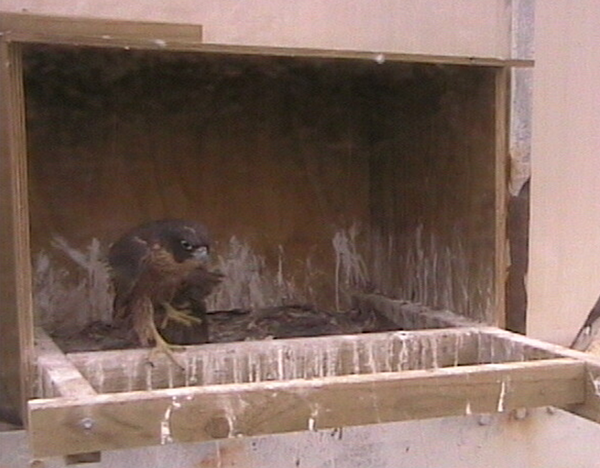 2009-11-18_052426.png
