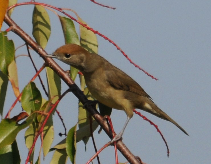 DSC_5694.jpg
