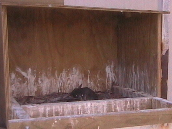 2009-11-22_064757.png