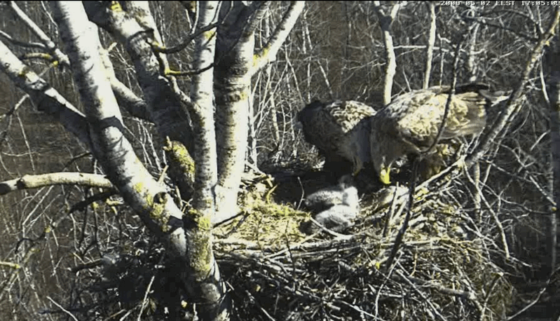 2009-05-02_213706.gif