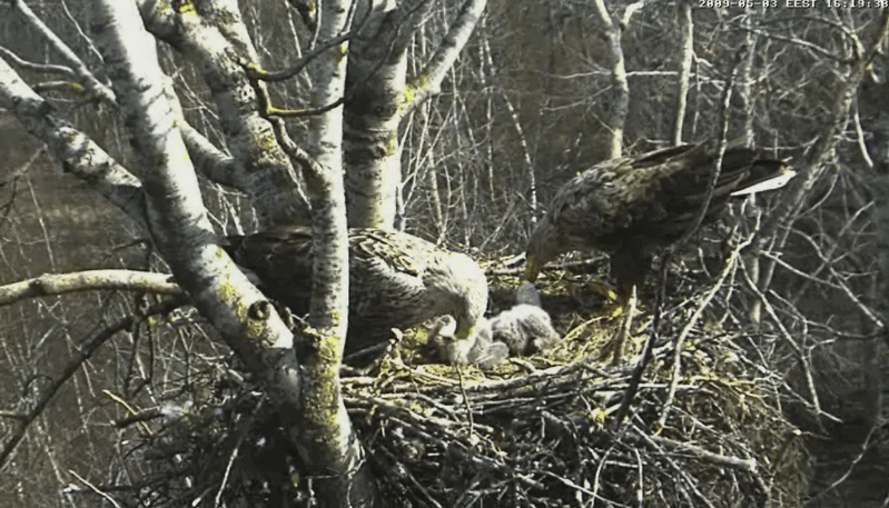 2009-05-03_202304.gif