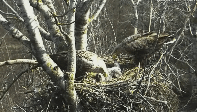2009-05-03_202742.gif
