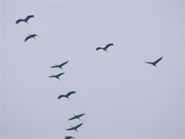 DSCF8371 (Small).JPG