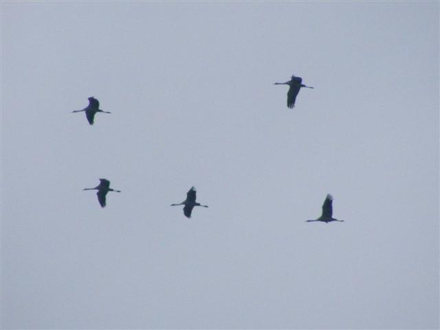 DSCF8372 (Small).JPG