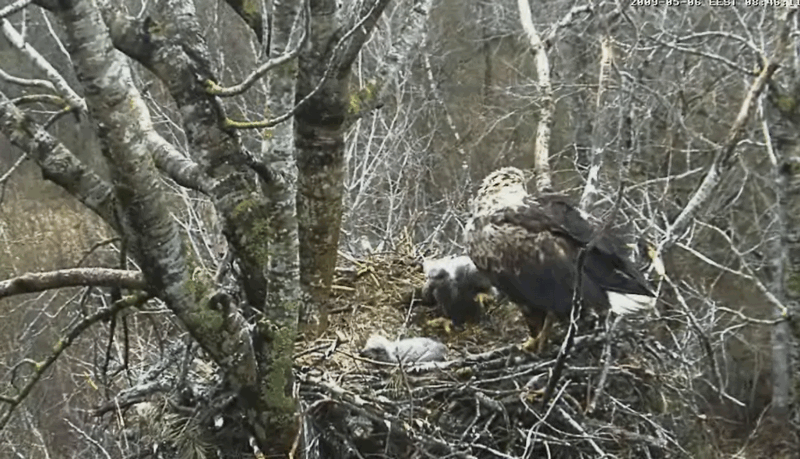 2009-05-06_075203.gif