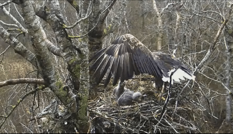 2009-05-06_075516.gif
