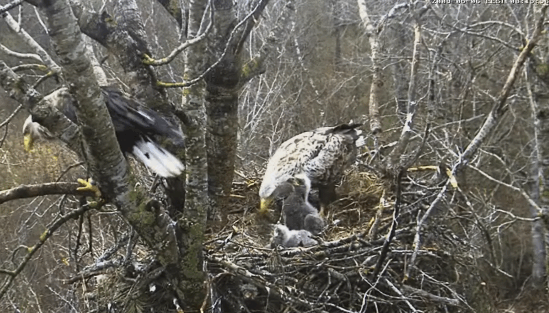 2009-05-06_075823.gif