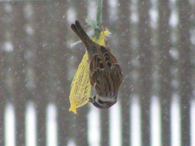DSCF8387 (Small).JPG