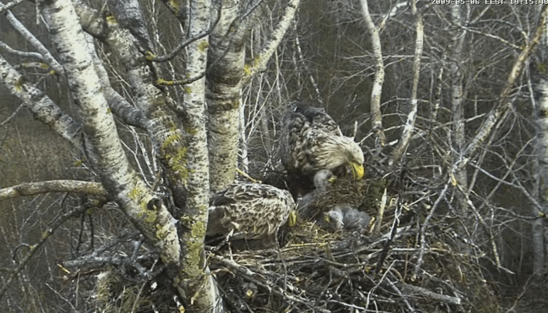 2009-05-06_210028.gif