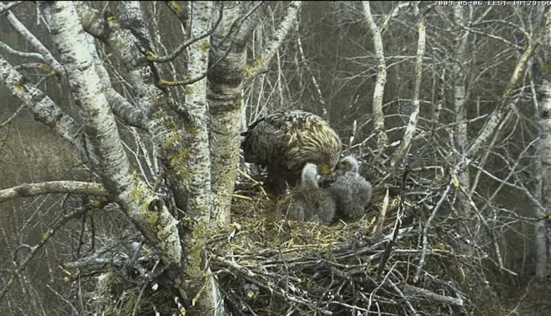 2009-05-06_211311.gif
