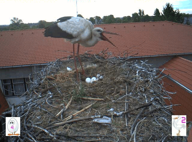 2009-05-07_070132.gif