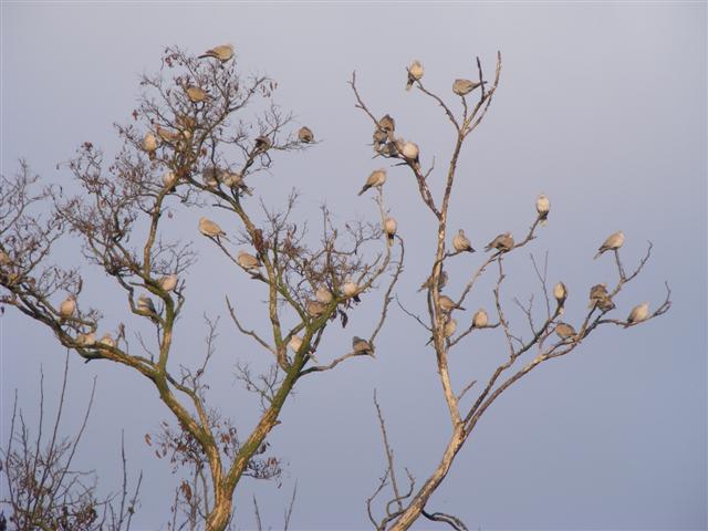 DSCF8538 (Small).JPG