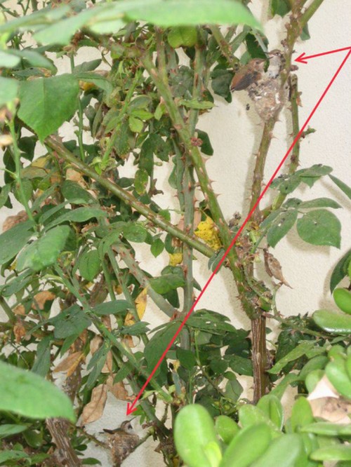 kolibri1.jpg
