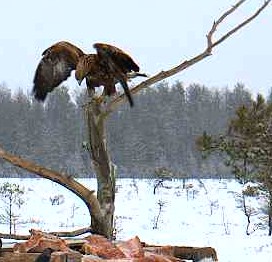 2010-01-19_154754.jpg