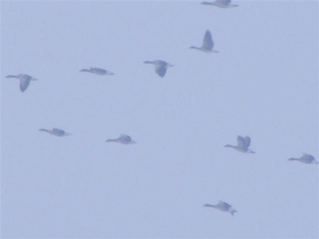 DSCF8703 (Small).JPG