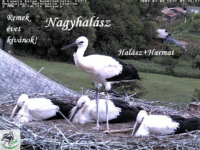 nagyhalász1.JPG