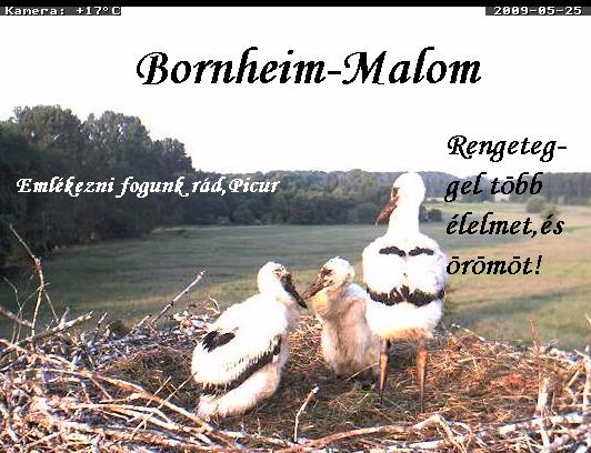 bornheimmalom.JPG
